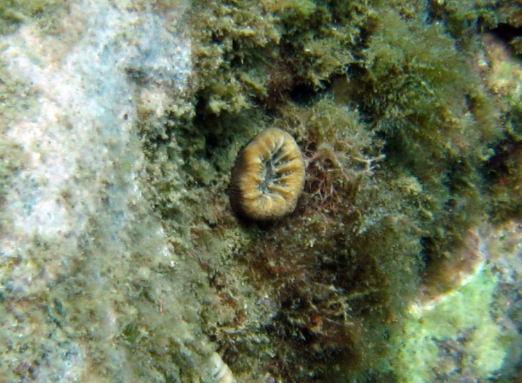 Balanophyllia europaea